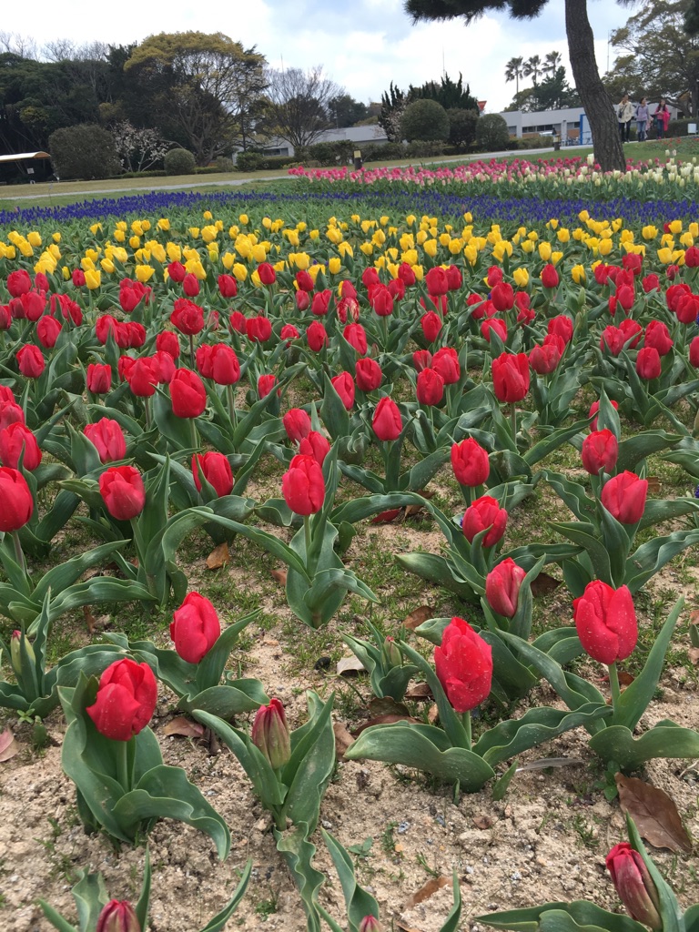 福岡の花の名所へ出掛けよう Feel Fukuoka Japan