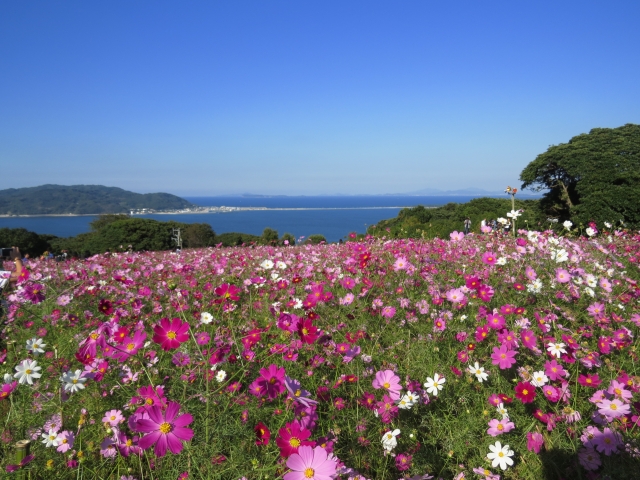 福岡の花の名所へ出掛けよう Feel Fukuoka Japan