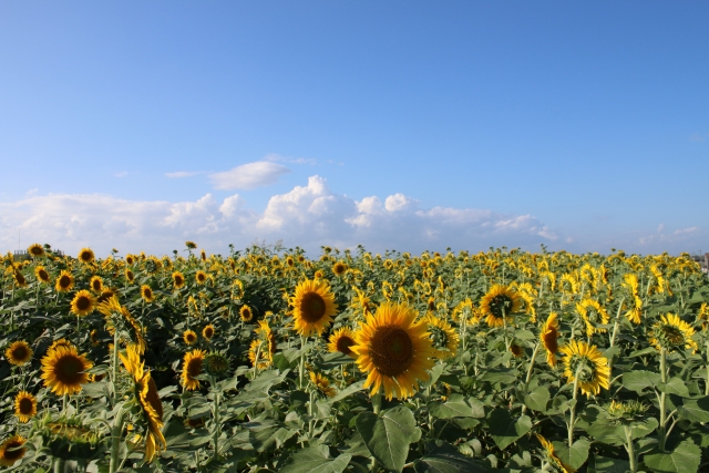 福岡の花の名所へ出掛けよう Feel Fukuoka Japan