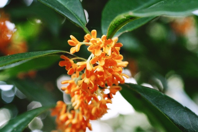 Limited Time Feel Japan S Autumn A Scent Of Osmanthus Fragrans Feel Fukuoka Japan