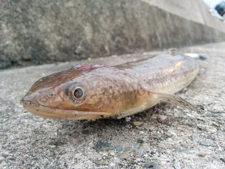 福岡グルメ 福岡近郊の海で獲れる 食べれるおいしい旬の魚 6月編 Feel Fukuoka Japan