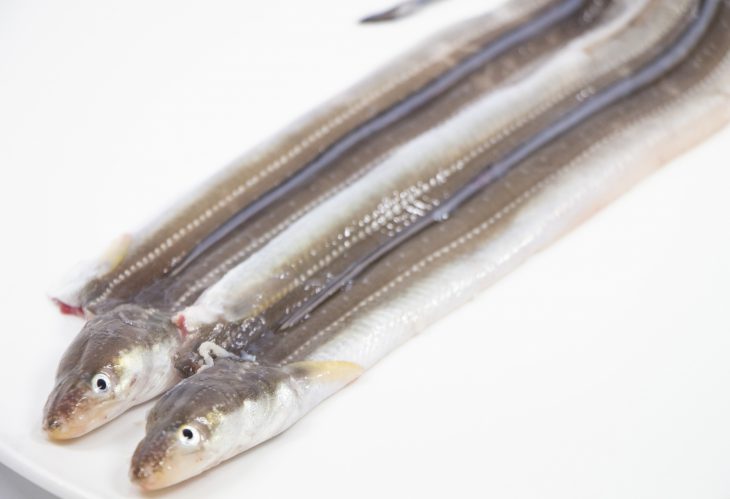 福岡グルメ 福岡近郊の海で獲れる 食べれるおいしい旬の魚 6月編 Feel Fukuoka Japan